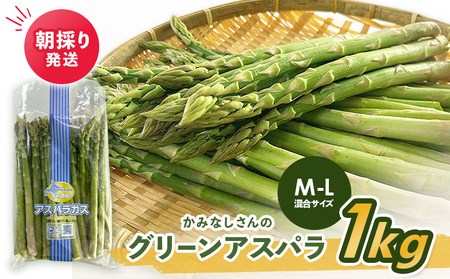 【2026年産先行受付】朝採り発送 かみなしさんのグリーンアスパラ 1kg（M-L混合サイズ）【32001】