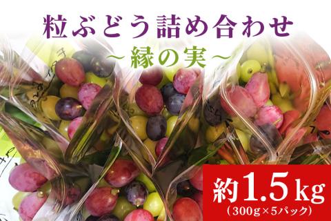 【数量限定・期間限定】 粒ぶどう詰め合わせ~縁の実~ 約1.5kg シャインマスカット含む2品種以上 ぶどう ブドウ 葡萄 マスカット 食べ比べ セット 詰め合せ 【9月下旬以降発送予定】 56-A