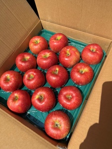 【贈答用】サンフジ　5㎏　（14～16玉）｜ サンふじ さんふじ 林檎 りんご 長野県 松本市 果物 フルーツ ふるさと納税