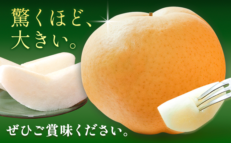 【先行予約】梨 あたご梨 1玉(約1kg) 株式会社藍《2026年11月中旬-12月上旬頃出荷》 岡山県 浅口市 岡山県産 なし フルーツ 果物 くだもの ナシ 大玉 送料無料---124_3239_