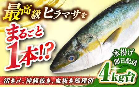 壱岐島産天然ヒラマサ（4キロ台・丸もの） 《壱岐市》【壱岐島　玄海屋】[JBS069] ヒラマサ 魚 刺身 煮物 カルパッチョ お寿司 63000 63000円 のし プレゼント ギフト 冷蔵配送 九州