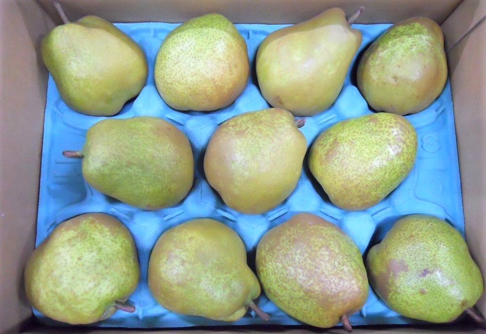 
                  西洋梨（ラ・フランス）３ｋｇ　ご家庭用　0017-2615
                