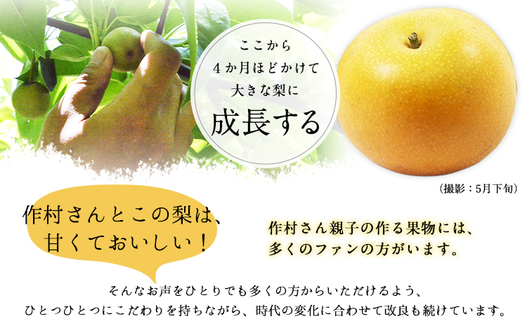 【先行予約】作村果樹園のあきづき梨 約5kg(9〜13玉前後) 熊本県氷川町産 作村果樹園《8月下旬-9月末頃出荷》梨 なし