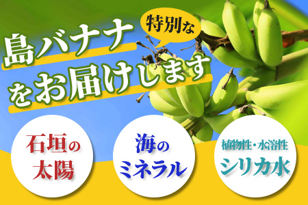 希少！特許製法で作るシリカ水で栽培する特別な「島バナナ」 OI-6