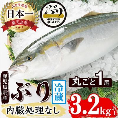 ふるさと納税 垂水市 【鹿児島産】冷蔵ぶり 丸ごと1尾(内臓処理なし) 約3.2kg【アクアブルー】