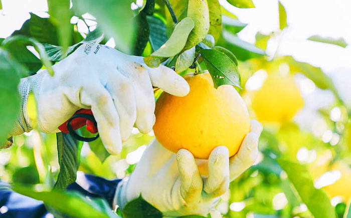 【先行予約】 千光士農園の土佐文旦 約5kg 家庭用 〈2026年2月中旬より発送〉 / 文旦 ぶんたん ブンタン 土佐文旦 柑橘 果物 フルーツ デザート 春 期間限定 季節限定 土佐 高知 【株式