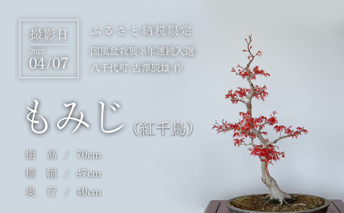 春の芽吹きを迎えた盆栽を撮影
(撮影日：2025/04/07)