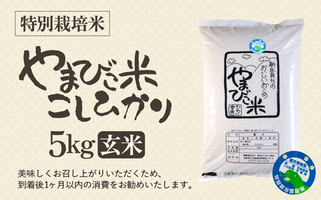 米 令和6年産 コシヒカリ（特別栽培米）5kg 新庄やまびこ米（玄米） [m23-a006]