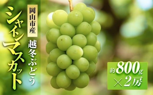 五果苑 越冬ぶどう シャインマスカット 2房（1房約800g） | フルーツ 果物 くだもの シャインマスカット マスカット 岡山県産 国産 ギフト 贈答用 プレゼント 贈り物 シャインマスカット マスカット フルーツ 果物 くだもの シャインマスカット マスカット