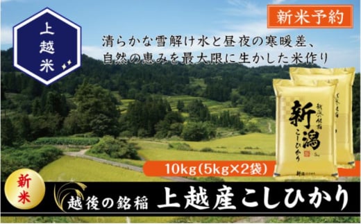 令和7年産 先行予約 新潟県上越産こしひかり 精米 10kg 上越市 米 コメ コシヒカリ