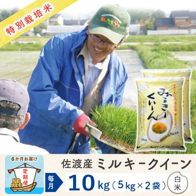 ふるさと納税 佐渡市 【毎月定期便】佐渡島産ミルキークイーン 白米10kg(5Kg×2袋) 特別栽培米　全6回