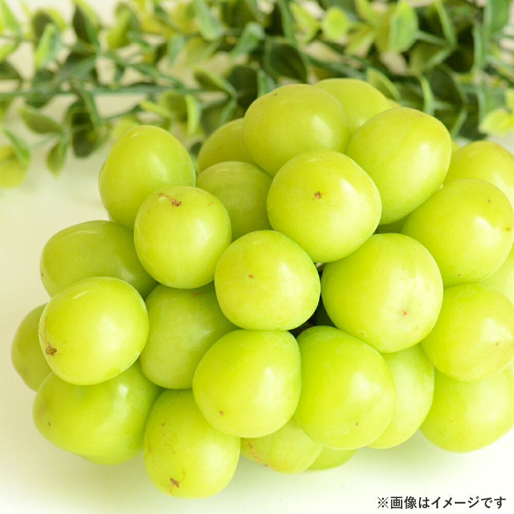 【ふるさと納税】＜選べる容量＞シャインマスカット 1房（700g前後）2房（合計1.2kg前後）4～5房（合計2.0kg前後）岡山県産 マスカット 葡萄 ぶどう ブドウ 果物 くだもの フルーツ 食後 デザート 大粒 高糖度 種なし 皮ごと【2025年8月上旬～2026年1月上旬 発送予定】