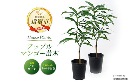 アップルマンゴー 苗木2本セット 6号ポット 前園植物園 055-1361 観葉植物 観葉植物 観葉植物 観葉植物 観葉植物