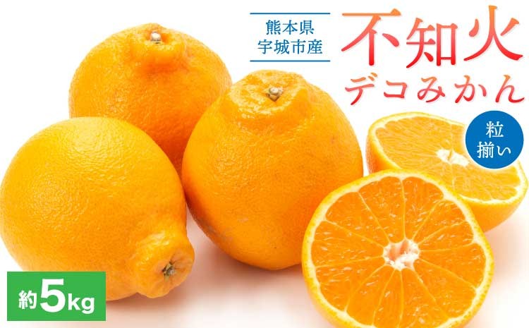 
                  宇城市産 デコみかん 約5kg 粒揃い【2025年1月下旬から3月上旬発送】柑橘 フルーツ
                