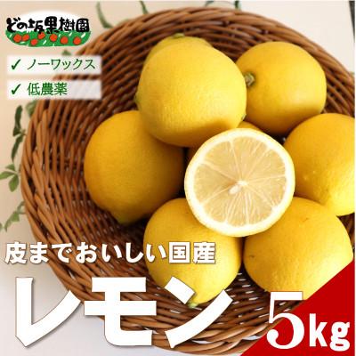 ふるさと納税 日高町 【ノーワックス】国産 紀州 レモン 約5kg(サイズおまかせ)
