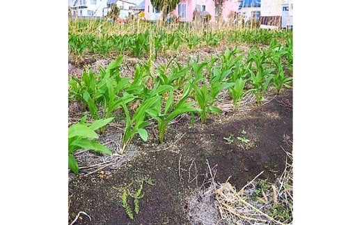 【北海道岩見沢市産】行者にんにく葉(冷凍) 1kg【09022】