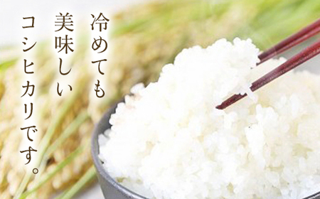 【令和6年産】＼3ヶ月 定期便／ 高本さんちのお米 コシヒカリ 5kg×1袋×3ヶ月【選べる白米/玄米】お米 米 ご飯 ごはん コシヒカリ こしひかり AS2DD2