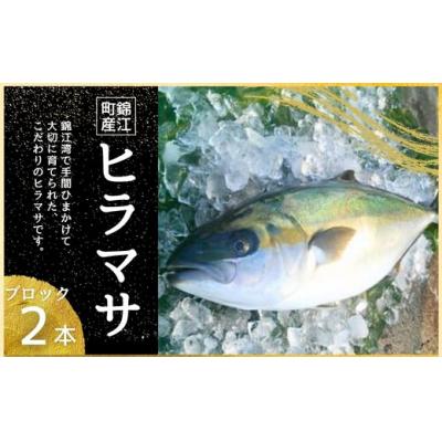 ふるさと納税 錦江町 ふる里館 ヒラマサブロックセット　1ケース(No.1394-1)