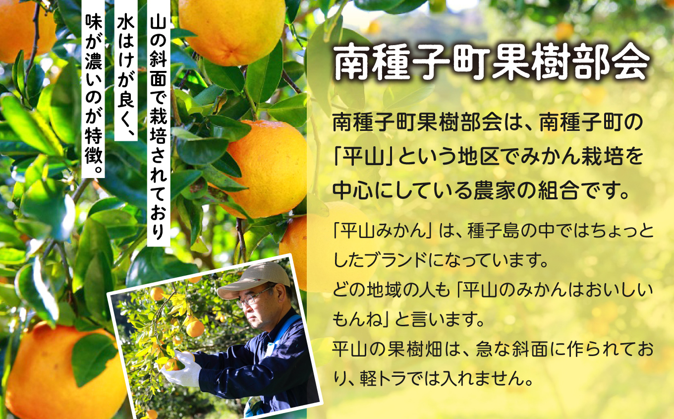 《先行予約　2024年12月以降順次発送 》 種子島産ポンカン約10kg （約65玉）【南種子町果樹部会】