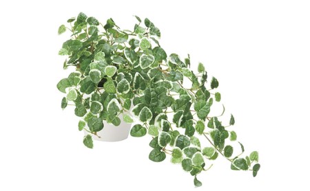 光の楽園 プミラ 光触媒 フェイクグリーン フェイクフラワー 造花 フェイク 観葉植物 消臭 抗菌 防汚 ホルムアルデヒド 分解 インテリア 静岡 静岡県 浜松市 【配送不可：北海道・沖縄・離島】