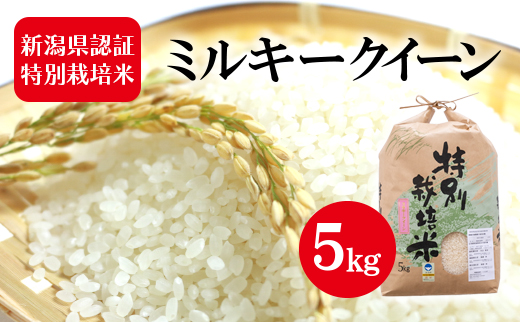 令和7年度産 新潟県認証特別栽培米 ミルキークイーン 5kg お