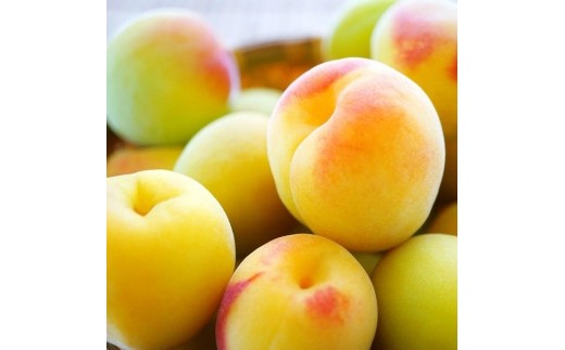 
                  【選べる容量／サイズ】手もぎ 完熟南高梅 【5～20kg ／L～2Lサイズ or 大粒 3Lサイズ以上】 谷本農園
                