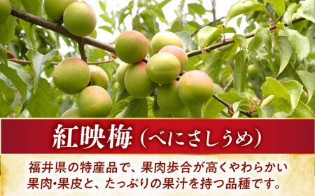 福井県産 梅グラッセ うめのあまつぶ 10粒入 / 紅映梅使用 上品な甘酸っぱさ 梅 ウメ 小浜市 / アップ・トゥ・ユウ[BFAU007]