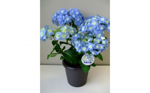 
            福岡県育種開発のあじさい【筑紫の風】鉢植え　5.5号鉢【あじさい 花 鉢植え ガーデニング 福岡 筑前町 おすすめ ふるさと納税 送料無料 AE052】
          