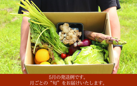 旬の野菜と果物セット　【 野菜 】