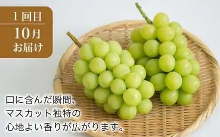 秋と冬のシャインマスカット2回定期便 約1kg × 2回 合計 約2kg ［小布施屋］ 令和8年産 【2026年10月～12月発送】［J-8］