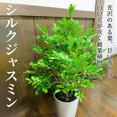 【ふるさと納税】観葉植物 シルクジャスミン1鉢【1768064】