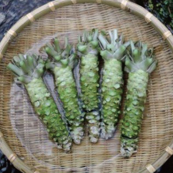 【ふるさと納税】根 わさび 真妻 200g （3〜4 本） 山葵 用 おろし金 付 / 生産者直送 / 生 / 新鮮 / 岩手県 遠野市 産 / 刺身 / お肉 / ステーキ / 薬味 / わさび丼 /