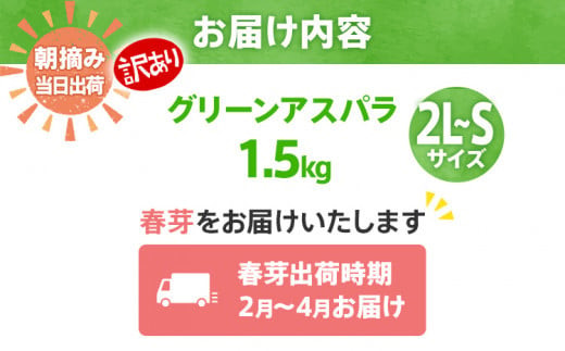 数量限定 先行予約 【訳有り】【規格外】 アスパラガス 春芽 2L～S 1.5kg【2月～4月お届け】｜朝採り 朝採れ 直送 グリーンアスパラガス アスパラ