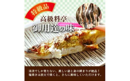 【生鮎解禁】四万十川上流の天然釣り鮎 1.3kg（冷蔵6～22尾）着日指定不可 あゆ アユ 塩焼き 鮎 Esj-33k 
