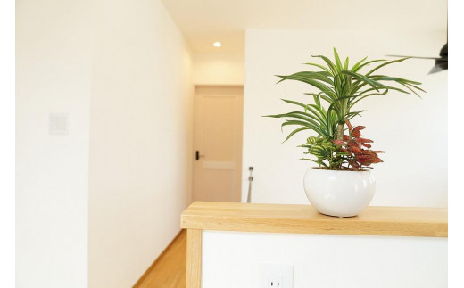 
人工観葉植物　ユッカ寄せ植えジャングルポット
