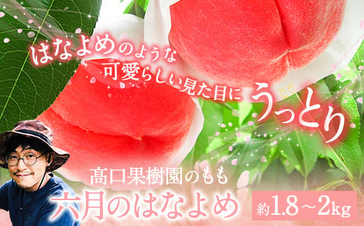 【2025年 先行予約】六月のはなよめ 約1.8～2kg 熊本県荒尾市産 桃 髙口果樹園 【日付指定不可】《2025年6月上旬-6月下旬頃出荷》六月の花嫁