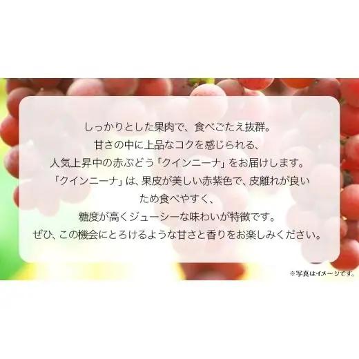 クインニーナ２房 【2026年9月上旬発送開始】(茨城県共通返礼品：大子町)