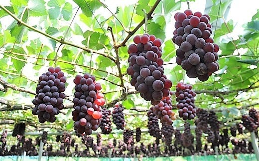 ぶどう（キングデラ）２ｋｇ　0060-2606