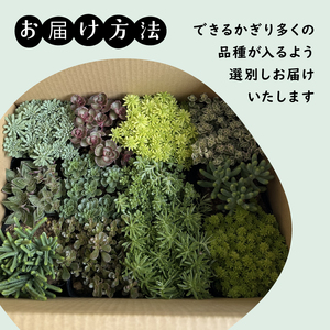 セダム おまかせ 12ポットセット 多肉 植物 たにくしょくぶつ ショクブツ タニク 多種類 グリーン 季節 インテリア 自然 DIY アクレ コーラルカーペット モスグリーン 白花タイトゴメ ステフ