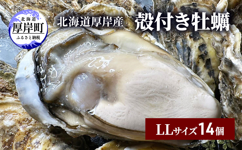
北海道 厚岸産 殻付き 牡蠣 LLサイズ 14個 [№5863-1022]
