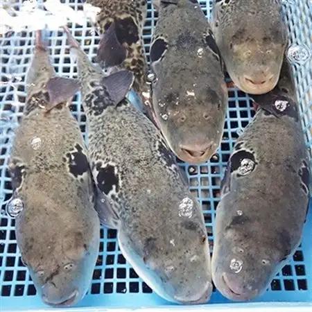 とらふぐ刺身セット(4～5人前)【大分水産】_魚介・海産物 ふぐ 鮮魚 フグ 河豚_【配送不可地域：離島】【1095871】