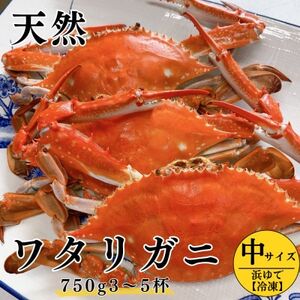 浜ゆで ワタリガニ (中) 750g 3～5杯 冷凍 特製 三杯酢付き セット 旬 期間限定 オス メス 海鮮 魚貝 魚介 新鮮 わたりがに ボイル ワタリガニ