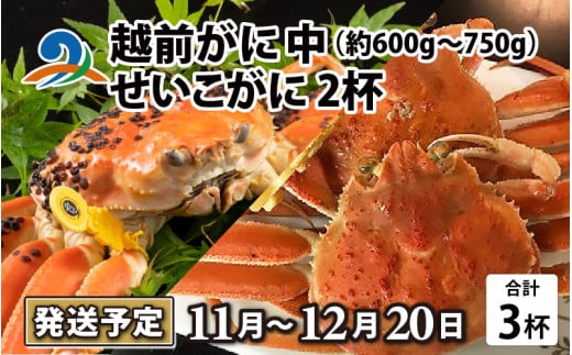 【先行予約】越前がに 中 （約600g～750g） 1杯 ・せいこがに 2杯 計３杯【11月～12月20日発送予定】セイコガニ せいこ蟹 セコガニ 雌 ずわいがに せいこがに かにみそ カニ味噌 越前ガニ  ボイル 刺身 蟹 鍋 しゃぶしゃぶ 冷蔵 カニ 海鮮 かに 国産 南越前町 福井県　送料無料