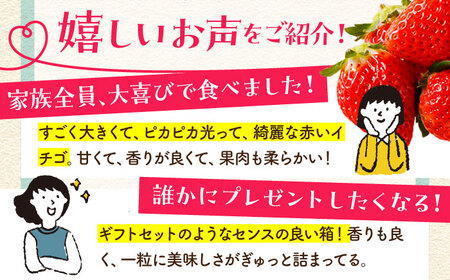 【全2回定期便】いちご食べ比べ定期 総計1kgさがほのかいちごさん【むらおか農園】HAF026 いちごいちごいちごいちごいちご
