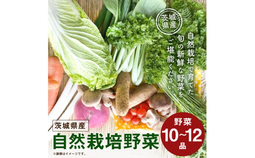【共通返礼品】自然栽培野菜10～12品目(KBE-111)