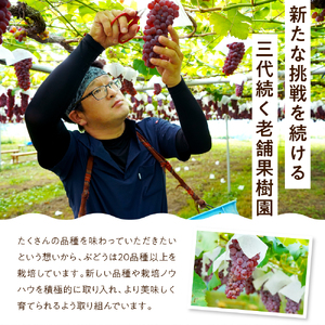  【 令和7年産 】 家庭用 訳あり デラウェア 2kg 8 ～ 12房 種無し ぶどう〔 8月下旬 ～ 9月下旬頃お届け 〕 2025年産 農家直送 産地直送