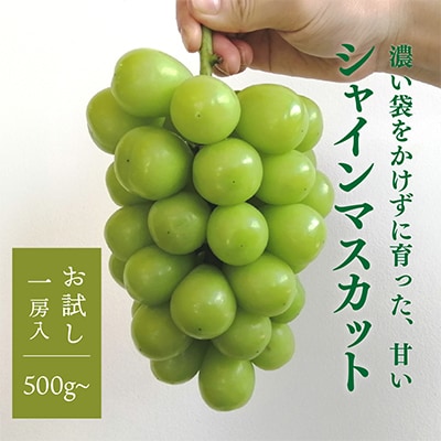 【お試し便】シャインマスカット 1房入 500g～　(岡山県産) きよとう果樹園のこだわりシャイン【配送不可地域：離島・北海道・沖縄県】