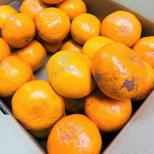 家庭用 有田みかん 5kg (約46個～51個)