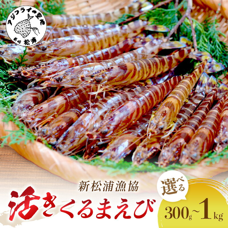 【ふるさと納税】【 先行予約 】【宅配BOX不可】新松浦漁協　活きくるまえび 300g 500g 1kg