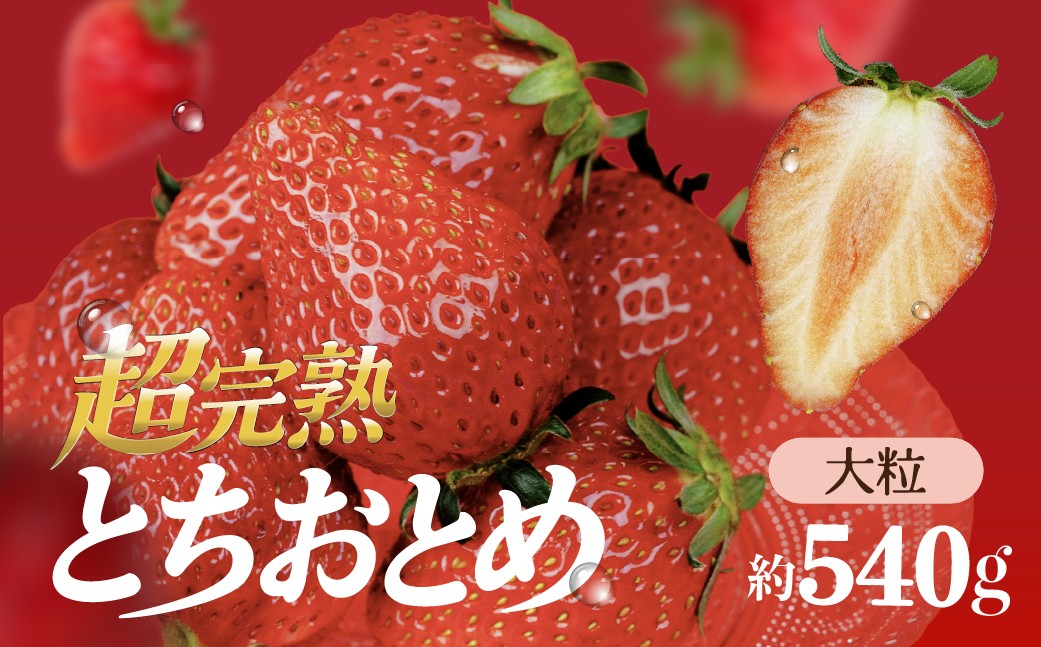 
                  いちご 選手権金賞農園の 厳選&完熟&朝摘み とちおとめ  大粒 540g(2パック)【選べる発送月】 | いちご イチゴ 苺 とちおとめ 第2回いちご選手権入賞 ブランドいちご ストロベリー 完熟 甘い あまい 果物 フルーツ くだもの 旬 産地直送 栃木県産 鈴木ファーム 栃木県 茂木町
                